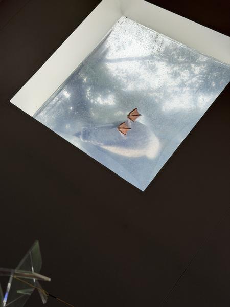 This unique photo captures a duck swimming, viewed from below through a window or skylight, likely in a building along the Oudeschans, Uilenburg canal in Amsterdam
